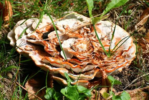 korkovec čiaškovitý / lošáček číškovitý
