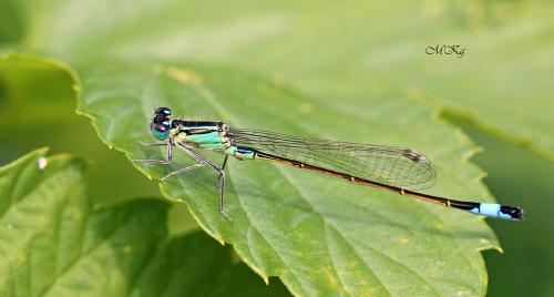 šidielko väčšie / šidélko větší / Common Bluetail
