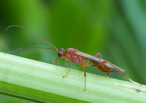 Netelia sp.
