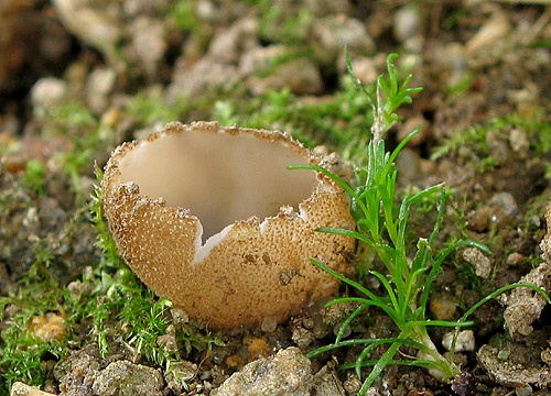 humária polguľovitá / bělokosmatka polokulovitá