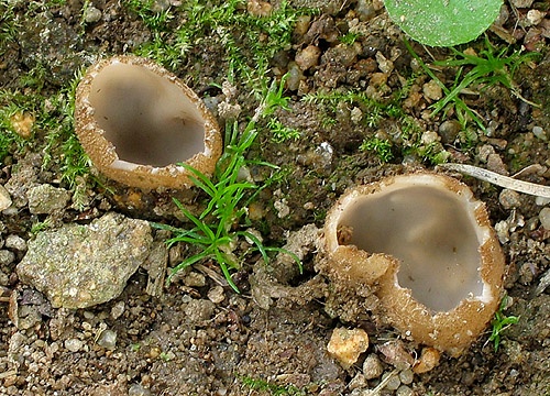 humária polguľovitá / bělokosmatka polokulovitá