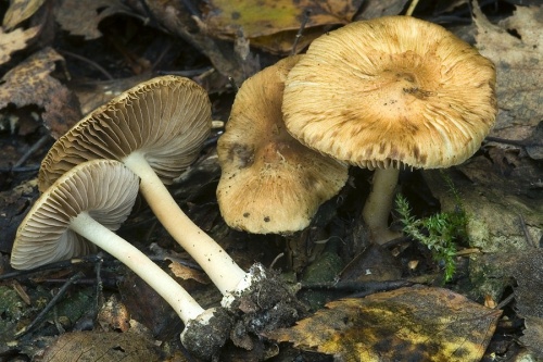 vláknica obrúbená / vláknice pomíchaná