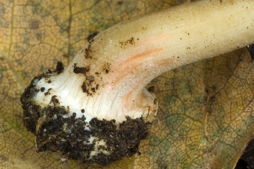 vláknica obrúbená / vláknice pomíchaná