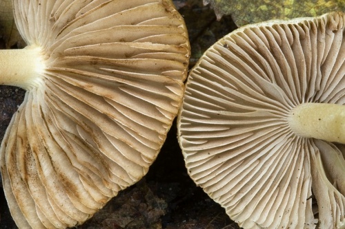 vláknica obrúbená / vláknice pomíchaná