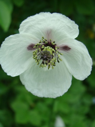 mak pochybný bielokvetý