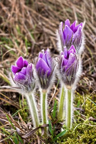poniklec veľkokvetý