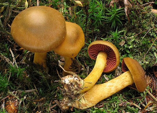 pavučinovec krvavolupeňový / pavučinec polokrvavý