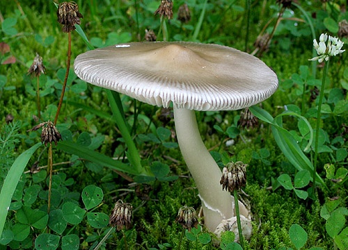 muchotrávka pošvatá / muchomůrka pošvatá