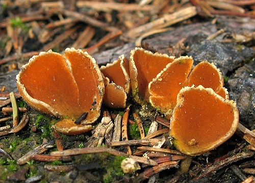 pohárik spáleniskový / zvoneček uhelný