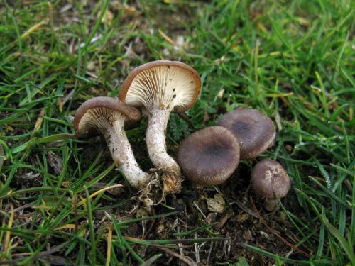 Neidentifikovaná huba