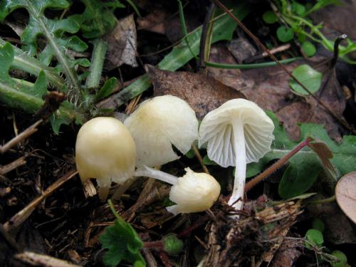 prilbička žltobiela