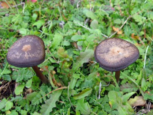 hodvábnica / závojenka hedvábná