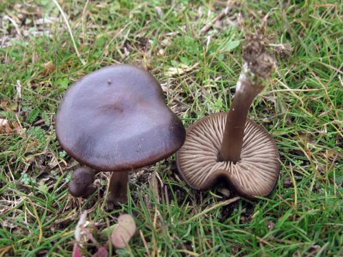 hodvábnica / závojenka hedvábná