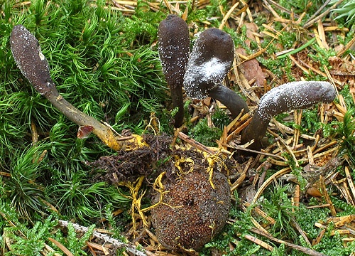 žezlovka srnková / housenice cizopasná