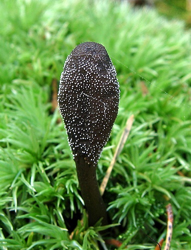 žezlovka srnková / housenice cizopasná