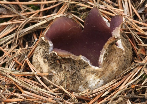tulipánovka fialová / baňka velkokališná
