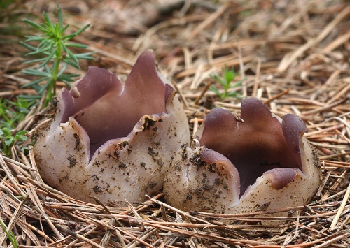 tulipánovka fialová / baňka velkokališná