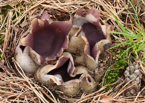 tulipánovka fialová / baňka velkokališná