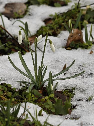 snežienka jarná