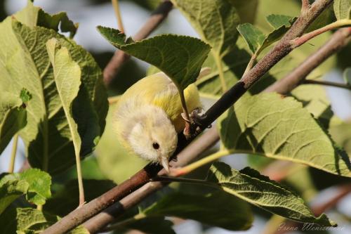 sýkorka belasá