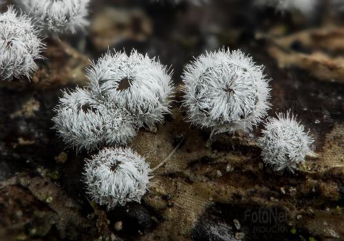 lachnelka fialkastá