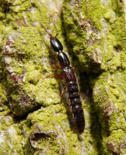 Xantholinini sp.