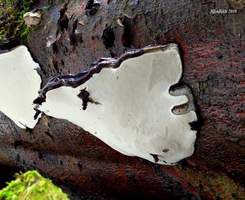 lesklokôrovka plochá / lesklokorka ploská