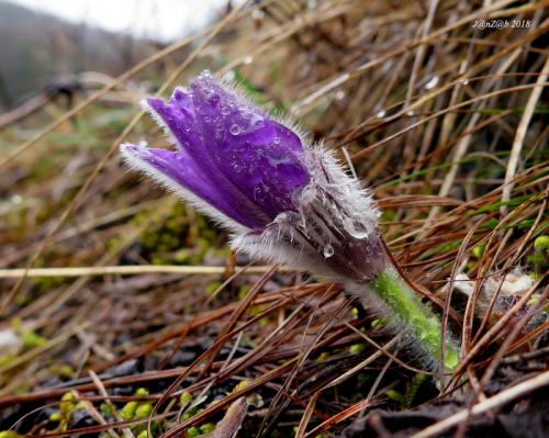 poniklec prostredný