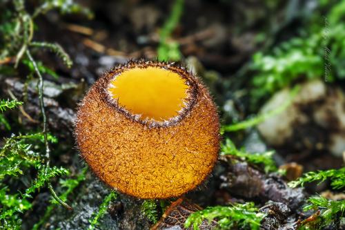 humária / bělokosmatka oranžová