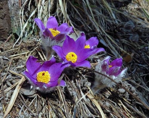 poniklec prostredný