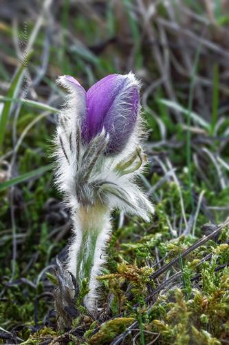 poniklec veľkokvetý