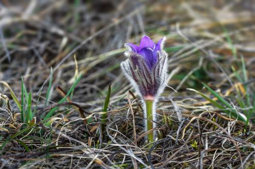 poniklec veľkokvetý