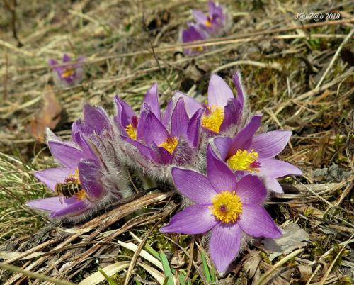 poniklec prostredný