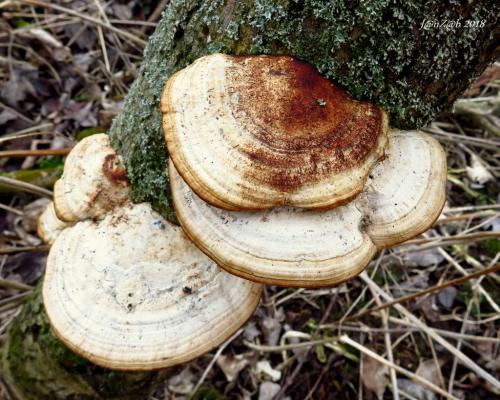 trúdnikovec červenkastý