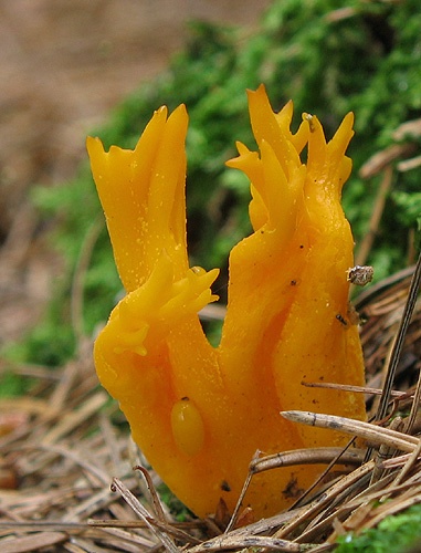 parôžkovec lepkavý / krásnorůžek lepkavý