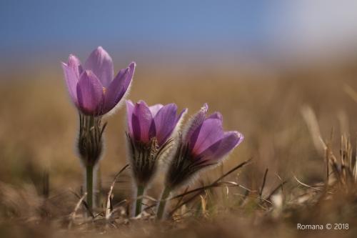poniklec veľkokvetý