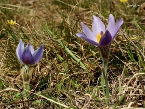poniklec veľkokvetý