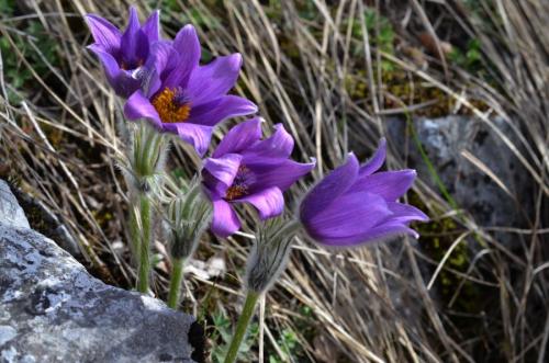 poniklec veľkokvetý