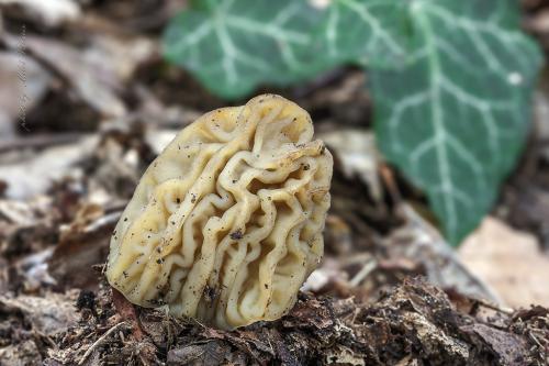 smrčkovec český / kačenka česká