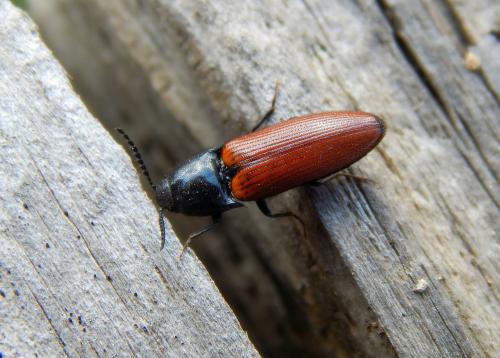 Ampedus sp.