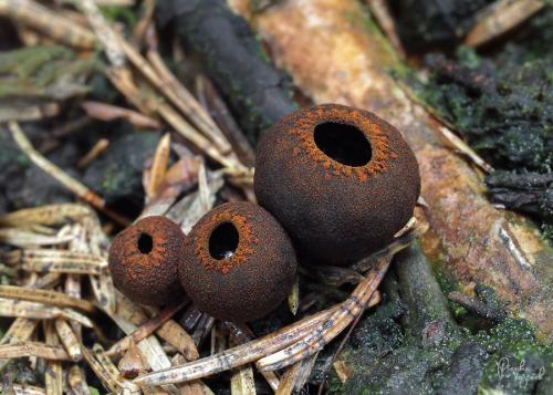 pakorienkovka čierna / ohnivec černý