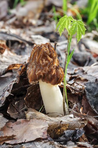 smrčkovec český / kačenka česká