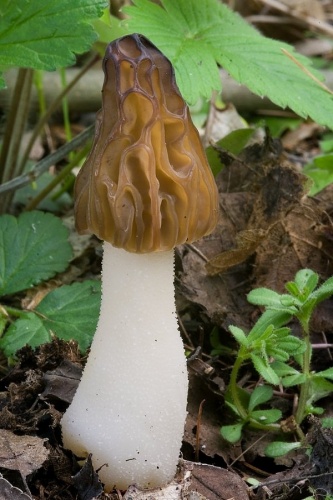 smrčok hybridný / smrž polovolný