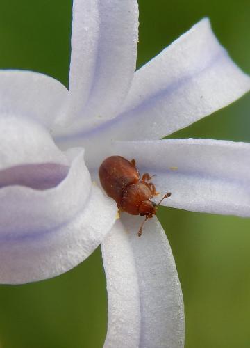 Epuraea sp.