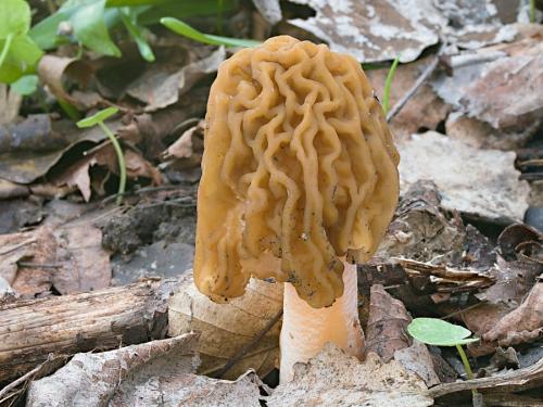 smrčkovec český / kačenka česká