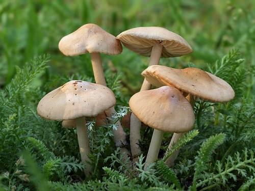 tanečnica poľná / špička obecná