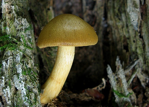 pavučinovec krvavolupeňový / pavučinec polokrvavý