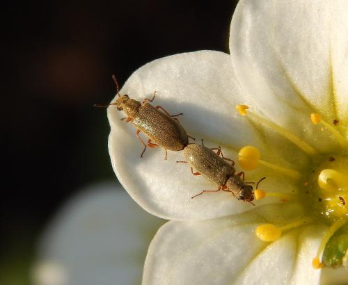 Danacneaa sp.