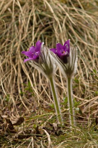 poniklec prostredný