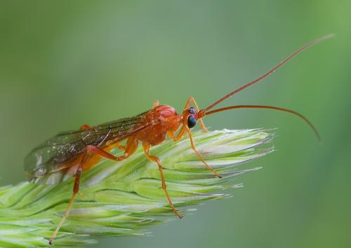 Netelia sp.